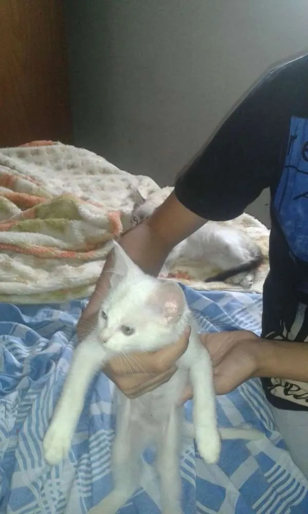 Gato ra a SRD idade 2 a 6 meses nome S/N
