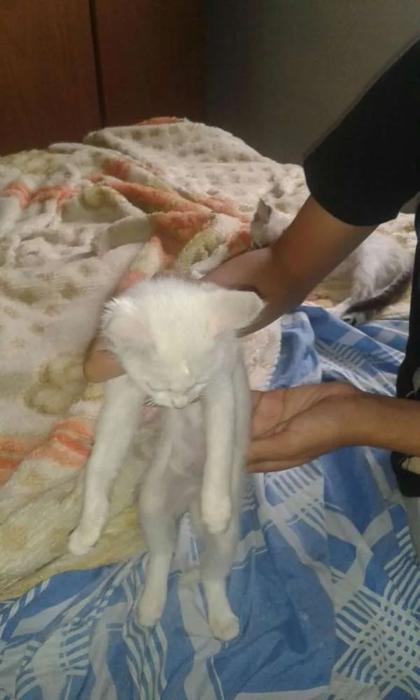 Gato ra a SRD idade 2 a 6 meses nome S/N