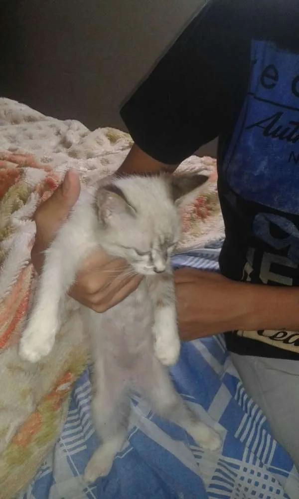 Gato ra a SRD idade 2 a 6 meses nome S/N