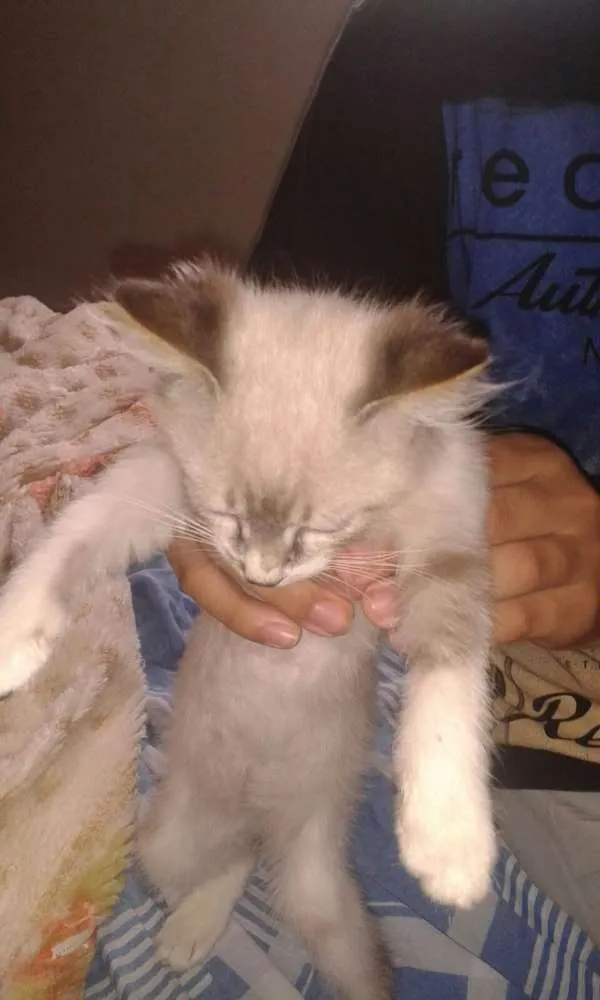 Gato ra a SRD idade 2 a 6 meses nome S/N