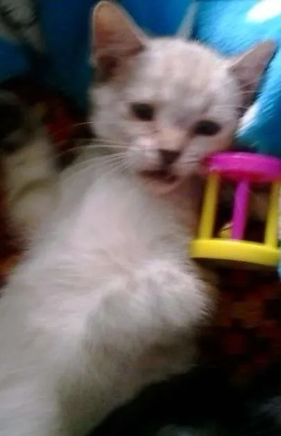 Gato ra a srd idade 2 a 6 meses nome Sissi