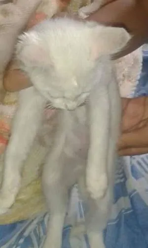 Gato ra a SRD idade 2 a 6 meses nome S/N