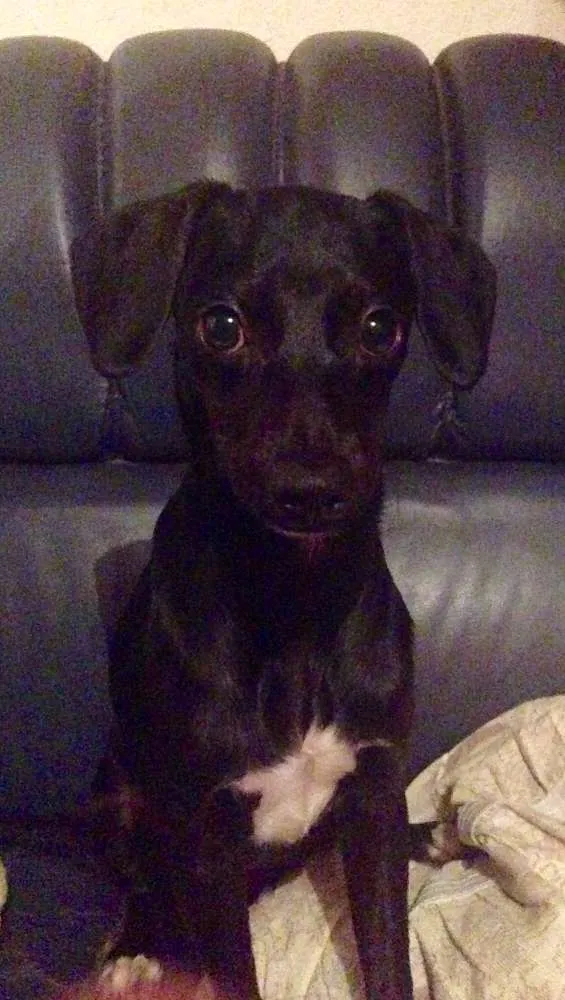 Cachorro ra a SRD idade 2 a 6 meses nome Nega