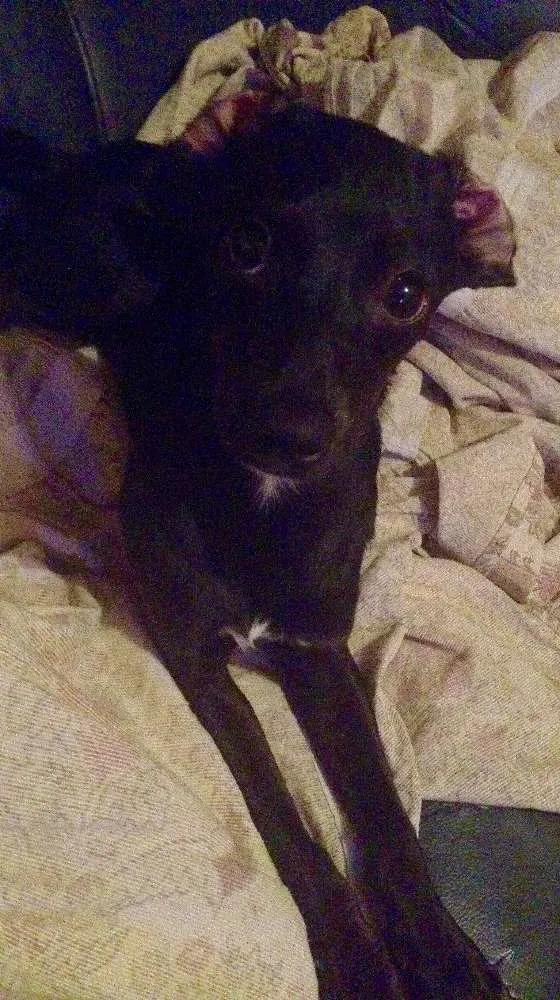 Cachorro ra a SRD idade 2 a 6 meses nome Nega
