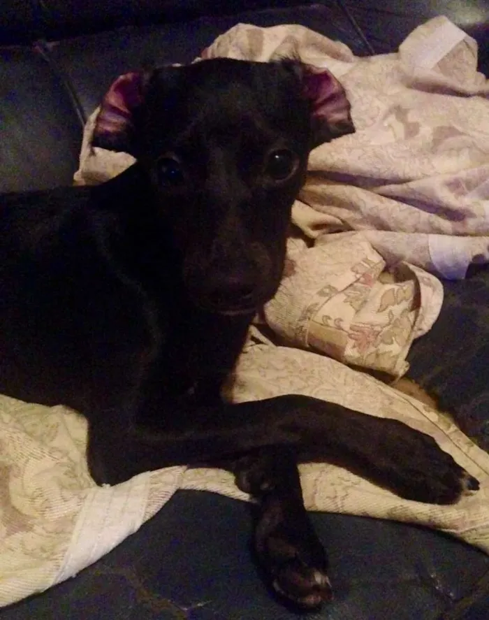 Cachorro ra a SRD idade 2 a 6 meses nome Nega