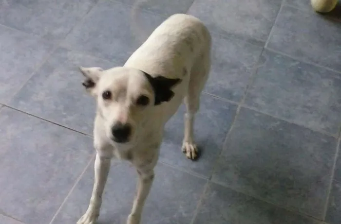 Cachorro ra a RND idade 2 anos nome Ariel