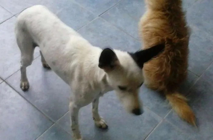 Cachorro ra a RND idade 2 anos nome Ariel