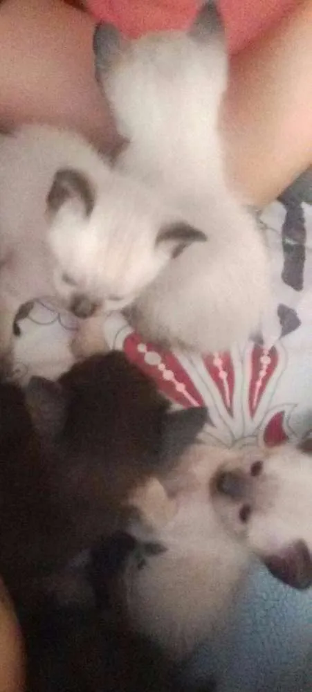 Gato ra a SRD idade 2 a 6 meses nome S/ NOMES
