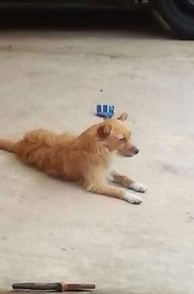 Cachorro ra a RND idade 2 anos nome Jade