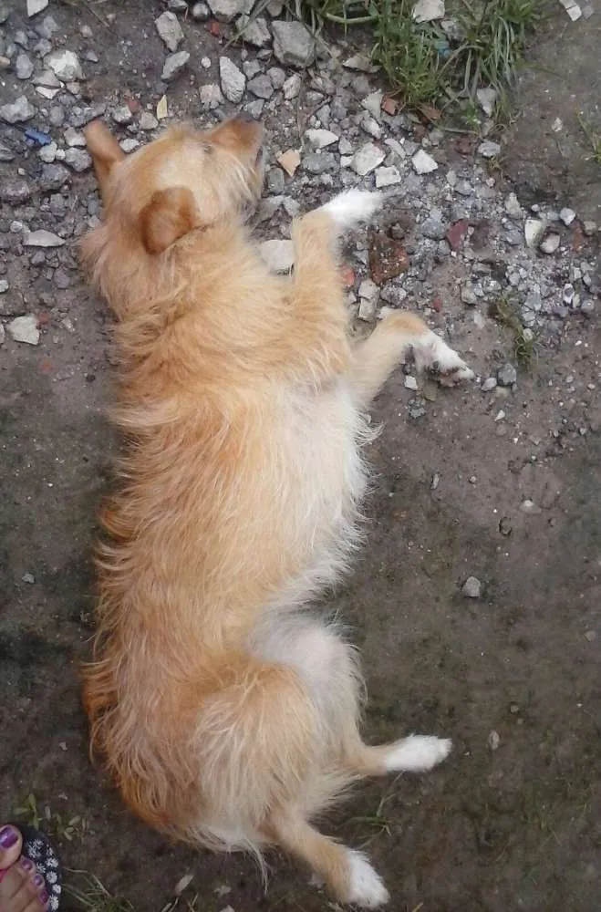 Cachorro ra a RND idade 2 anos nome Jade