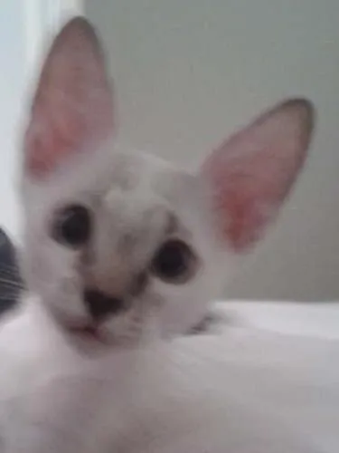 Gato ra a vira lata idade 2 a 6 meses nome Romeu