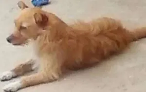Cachorro raça RND idade 2 anos nome Jade