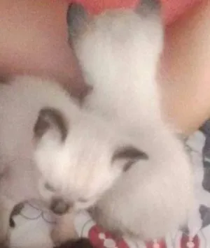 Gato raça SRD idade 2 a 6 meses nome S/ NOMES