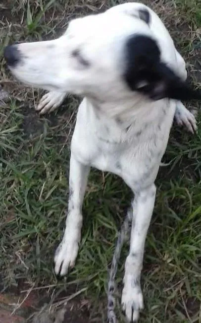 Cachorro ra a RND idade 2 anos nome Ariel
