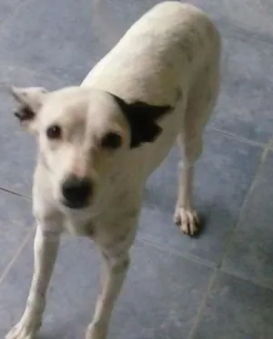Cachorro raça RND idade 2 anos nome Ariel
