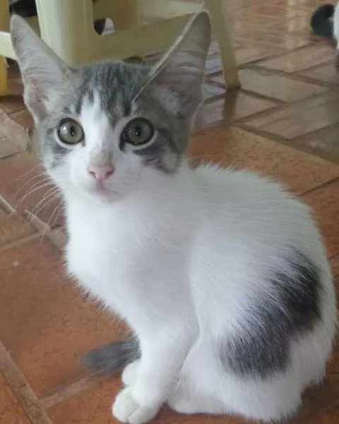 Gato ra a Srd idade 2 a 6 meses nome Tutty