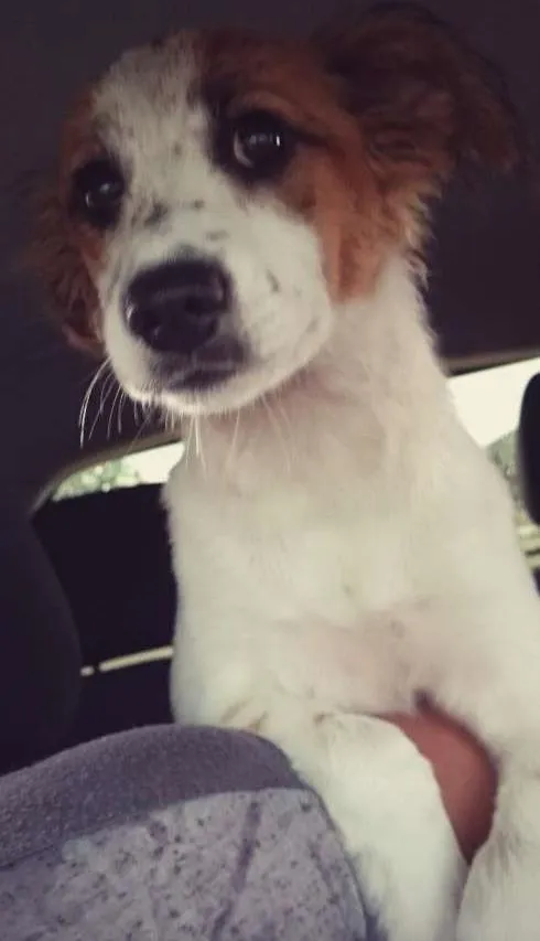 Cachorro ra a SRD idade 2 anos nome Janis