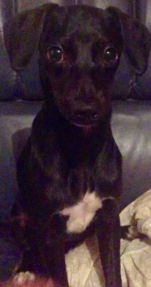 Cachorro raça SRD idade 2 a 6 meses nome Nega
