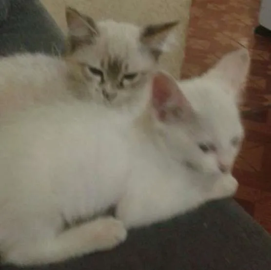 Gato ra a SRD idade 2 a 6 meses nome S/N
