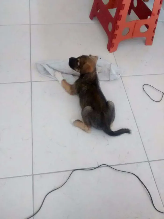 Cachorro ra a SRD idade Abaixo de 2 meses nome Fiapinho