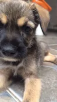Fiapinho