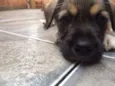 Fiapinho