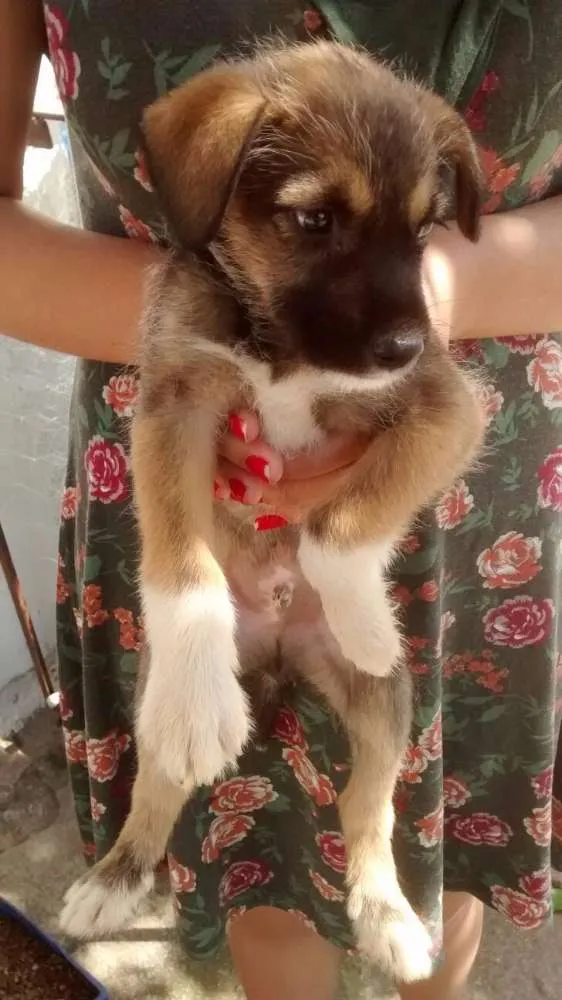 Cachorro ra a SRD idade Abaixo de 2 meses nome Fiapinho