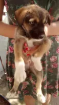 Fiapinho