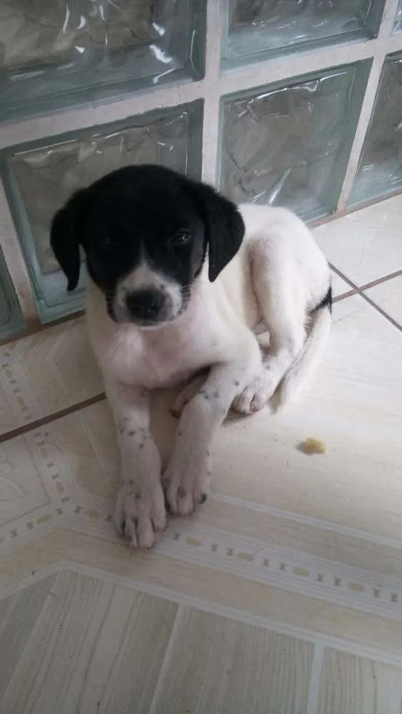 Cachorro ra a Srd idade 2 a 6 meses nome Peralta