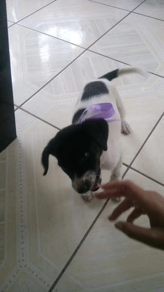 Cachorro ra a Srd idade 2 a 6 meses nome Peralta
