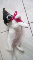 Malu