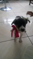 Malu