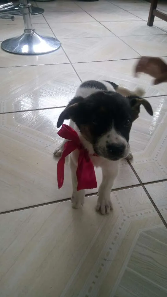 Cachorro ra a Srd idade 2 a 6 meses nome Malu