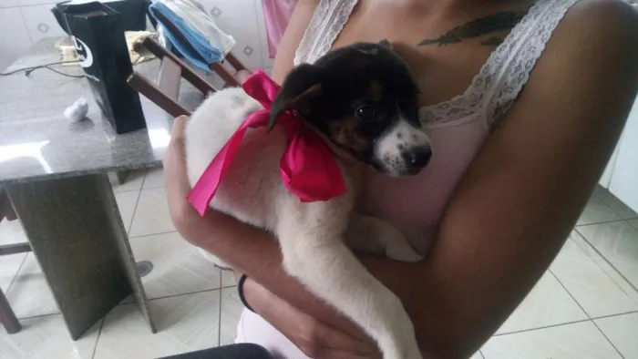 Cachorro ra a Srd idade 2 a 6 meses nome Malu