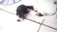 Malu