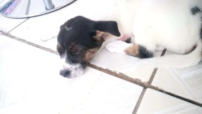 Cachorro ra a Srd idade 2 a 6 meses nome Malu