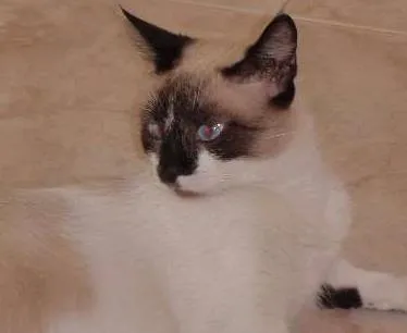 Gato raça  idade 2 a 6 meses nome SEM NOME