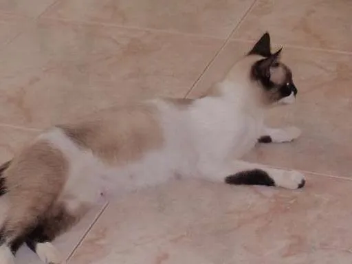 Gato raça  idade 2 a 6 meses nome SEM NOME