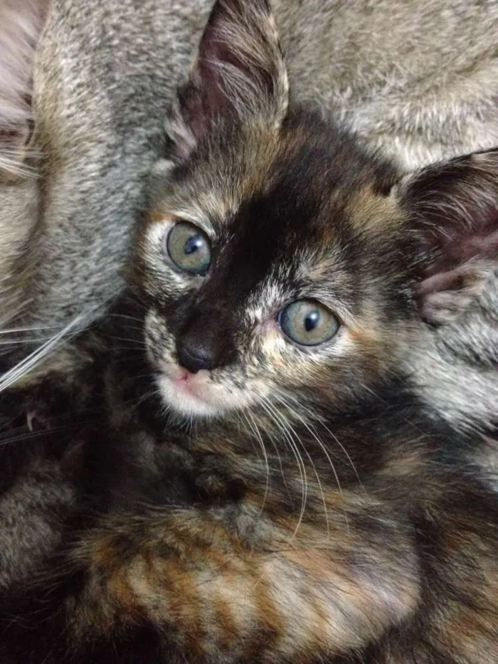 Gato raça Vira-lata  idade 7 a 11 meses nome Sem nome