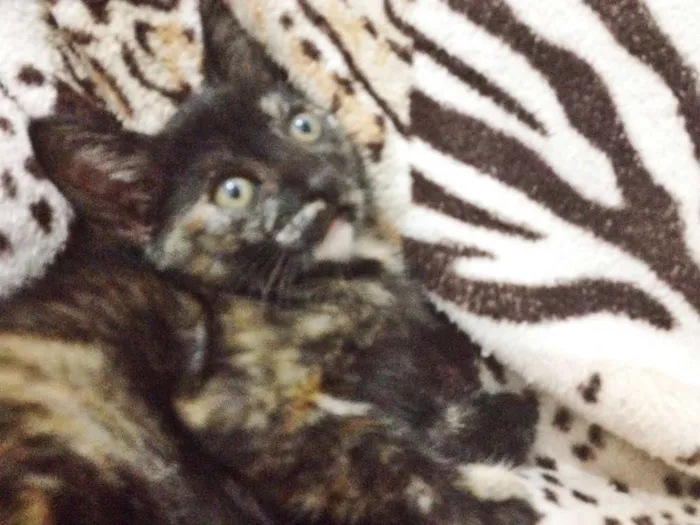 Gato raça Vira-lata  idade 7 a 11 meses nome Sem nome