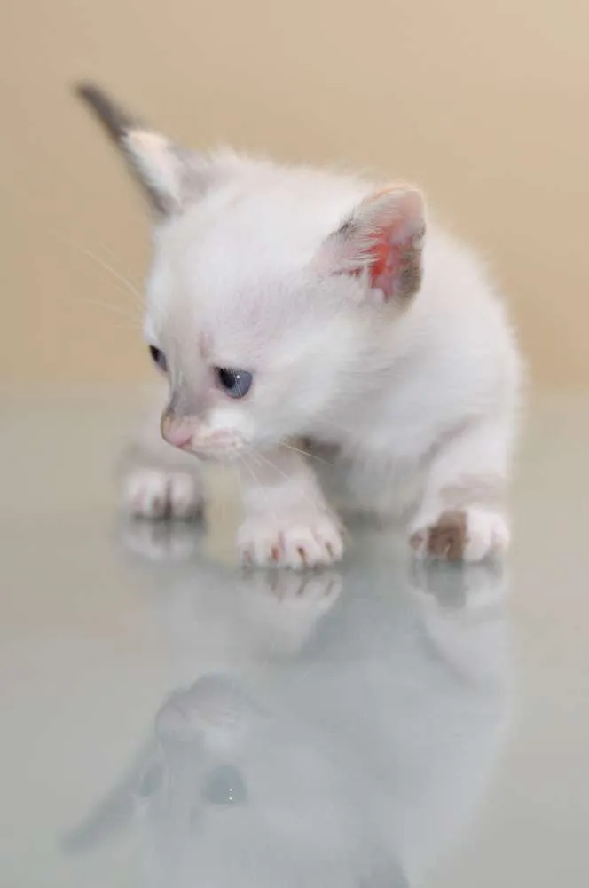 Gato ra a SRD idade 2 a 6 meses nome GATINHOS