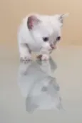 GATINHOS