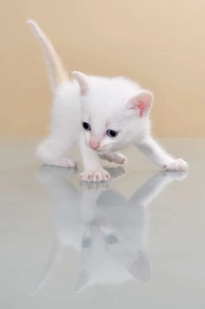 Gato ra a SRD idade 2 a 6 meses nome GATINHOS