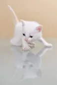 GATINHOS