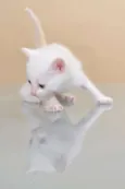 GATINHOS