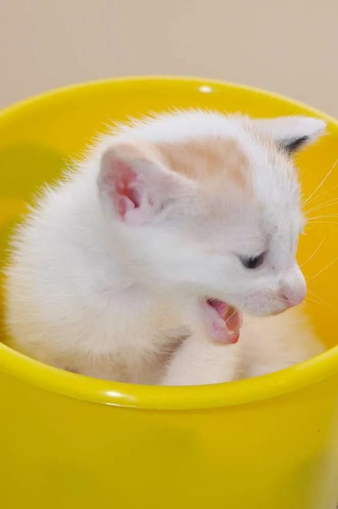 Gato ra a SRD idade 2 a 6 meses nome GATINHOS
