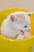 GATINHOS