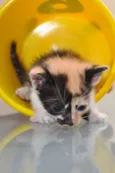 GATINHOS