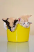 GATINHOS