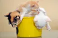 GATINHOS